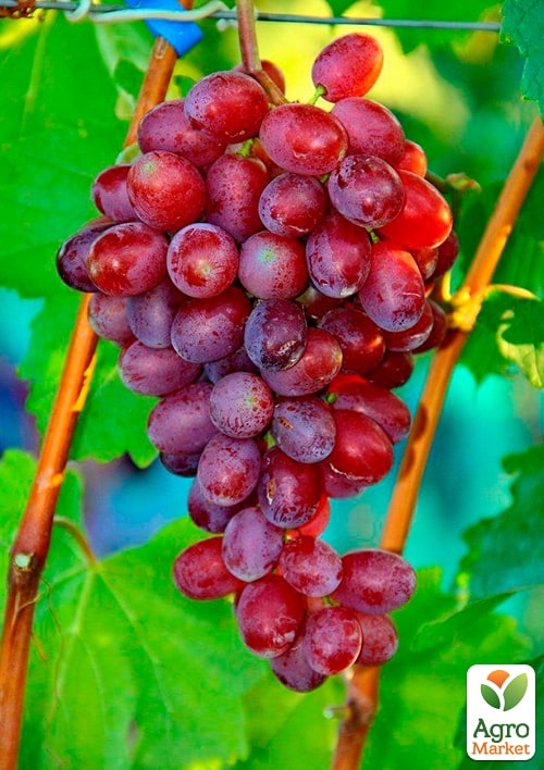 

Виноград Андрюша