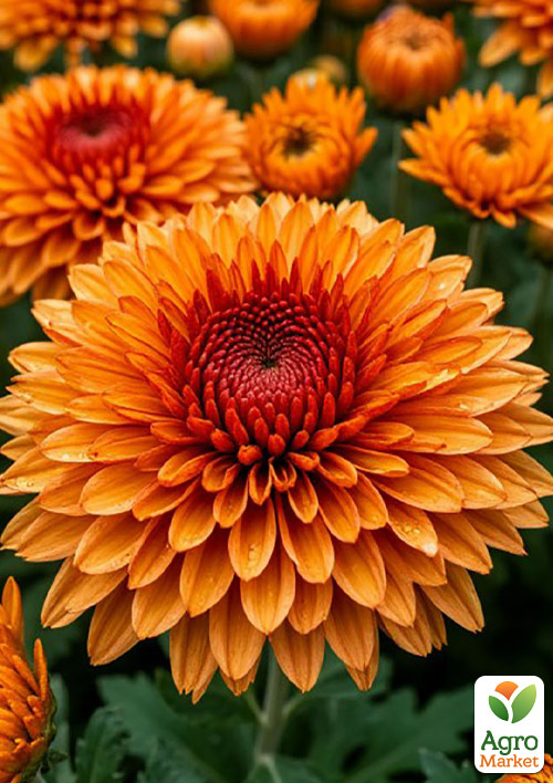 

Хризантема мультифлора куляста Flam Orange