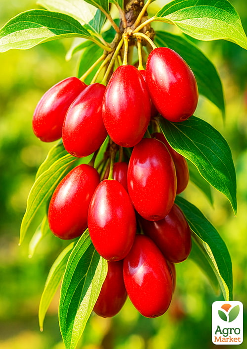 

Кизил Николка (крупноплодный, средний срок созревания)