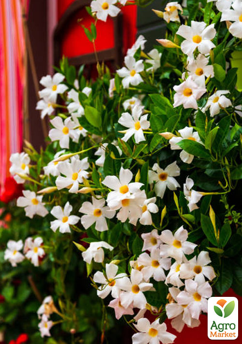 

Дипладения (Mandevilla) Classic White (цветущая лиана)