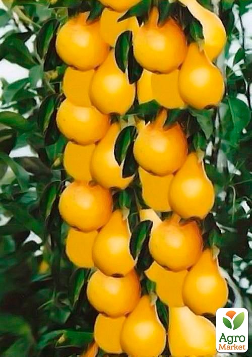 

Груша колоновидна Смарагд