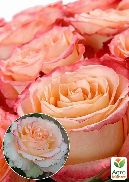 

Роза чайно-гибридная Duett® (саженец класса АА+) высший сорт