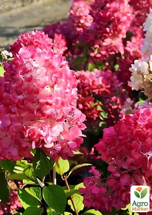 

Гортензия метельчатая Фрамбозин Ренсам вазон Р9