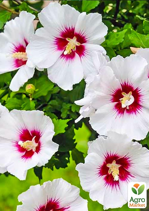 

Гибискус Сирийский белый