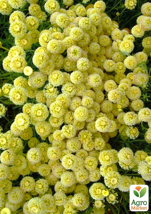 

Сантолина розмаринолистная Lemon Fizz