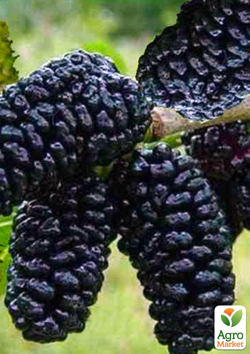 

Эксклюзив! Шелковица блестящая тёмно-фиолетовая Сладкий сон (Sweet dream) (премиальный морозостойкий сорт)