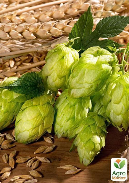 Хмель, шишки 50г купить почтой в Одессе, Киеве, Украине | Agro-Market