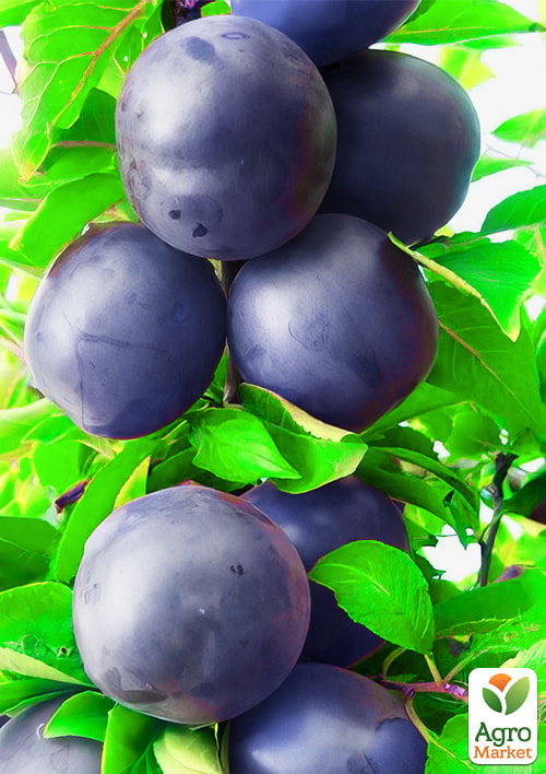 

Алыча колоновидная Синяя (летний сорт, средний срок созревания)