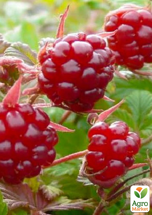 

Княженика садовая Беата (раннеспелый сорт, шведской селекции) вазон Р9