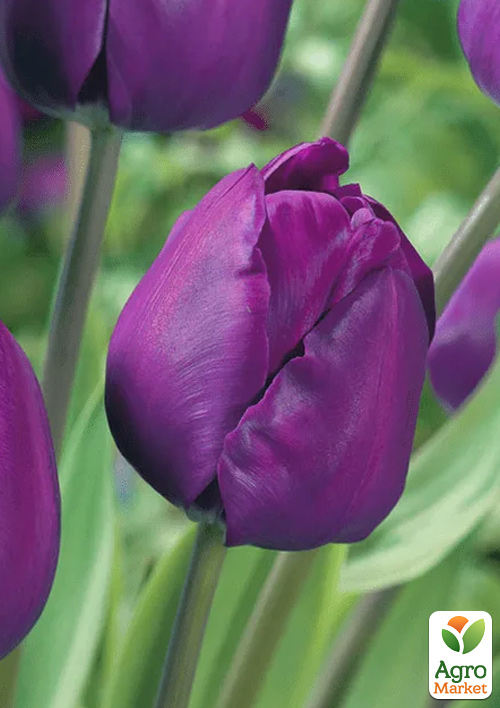 

Тюльпан Negrita