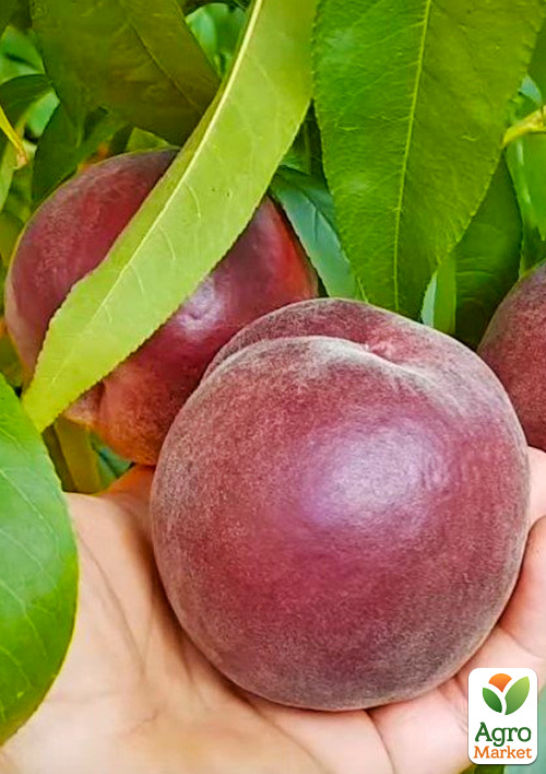 

Персик Роял Естет (королівська серія, пізній термін дозрівання)