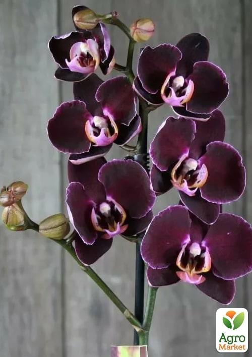 Орхидея Mini (Phalaenopsis) "Wine" 1 саженец в упаковке (комнатный) Нидерланды