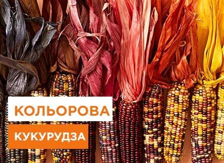 Сорта разноцветной кукурузы, и где ее используют