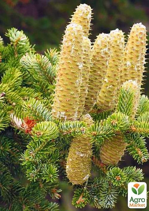 

Ялиця Грецька (Abies cephalonica) горщик P9