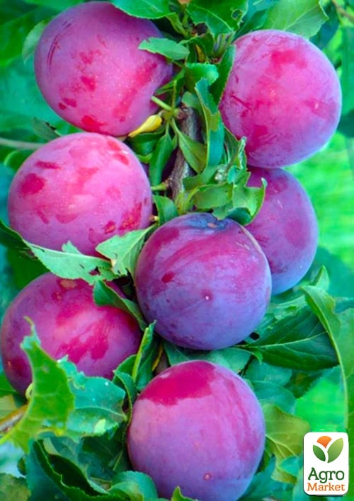 

Эксклюзив! Гибрид слива-абрикос колоновидный окрас от лилового до бордового Медина (Medina) (премиальный супер сладкий сорт,средний срок созревания)