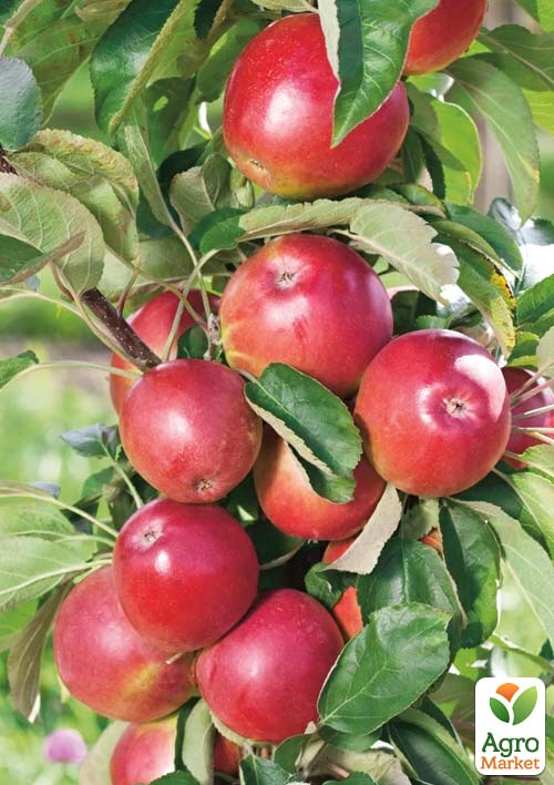 

Яблуня колоноподібна Сенатор (сорт стійкий до хвороб, середній термін дозрівання)