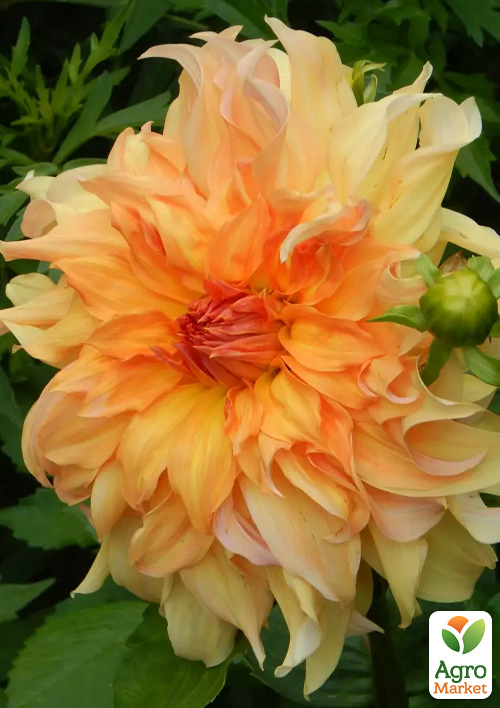 

Георгина Big Bro (гигантский цветок)