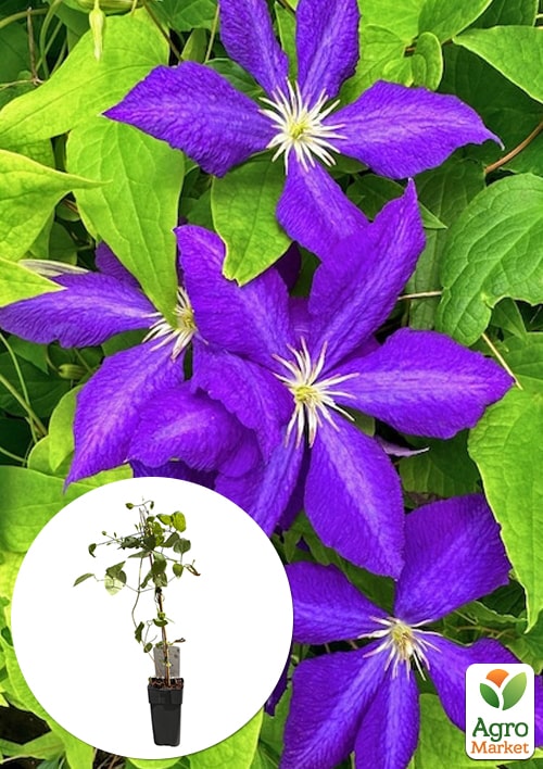 

LMTD Клематис 2-х річний Jackmanii (висота 40-60 см)