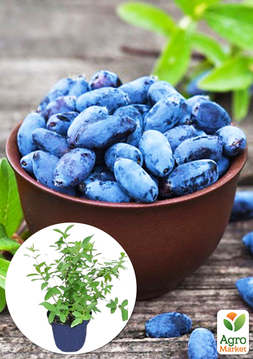 

Жимолость 2-річна Полунична сенсація (великоплідний, ранній сорт) С1,5