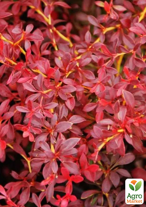 

Барбарис Тунберга Orange Dream