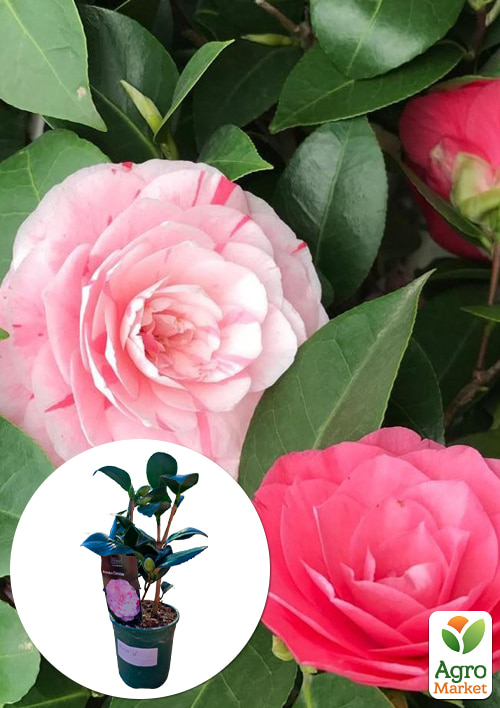 

LMTD Камелія квітуча японська 2-річна Princess Clotilde (висота 30-40см)