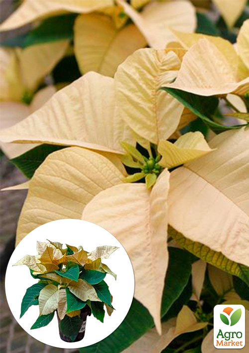 

Пуансеттия Lemon Snow (Рождественская Звезда)