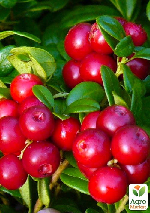 

Ексклюзив! Журавлина рожево-червона Румба (Rumba) (преміальний високоврожайний сорт, полівітамінна)