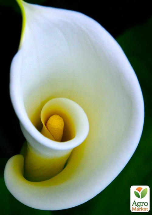 

Калла Captain Ventura