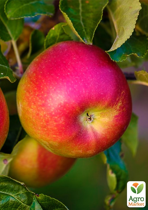 

Яблуня Лігол (зимовий сорт)