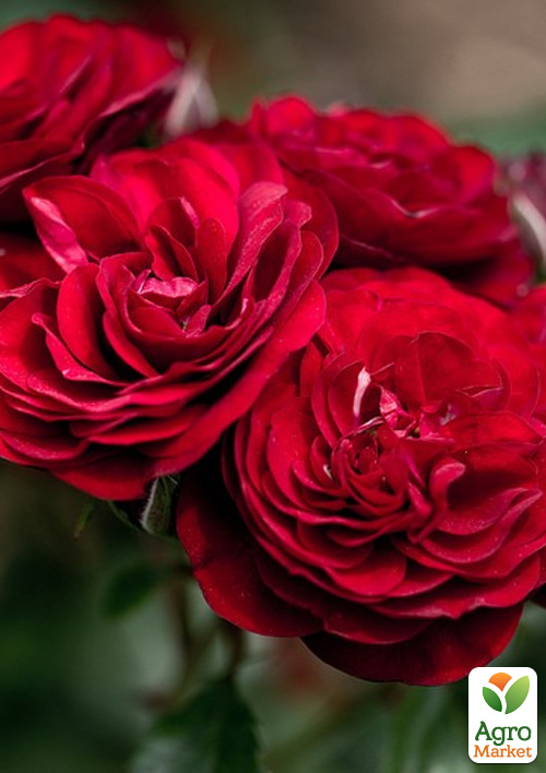 

Троянда флорибунда Lavaglut (саджанець класу АА+) вищий сорт