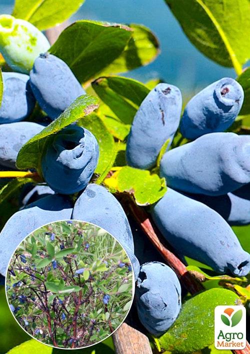 

Ексклюзив! Жимолость насичено сиза Омега (Omega) (преміальний, самий невибагливий сорт)