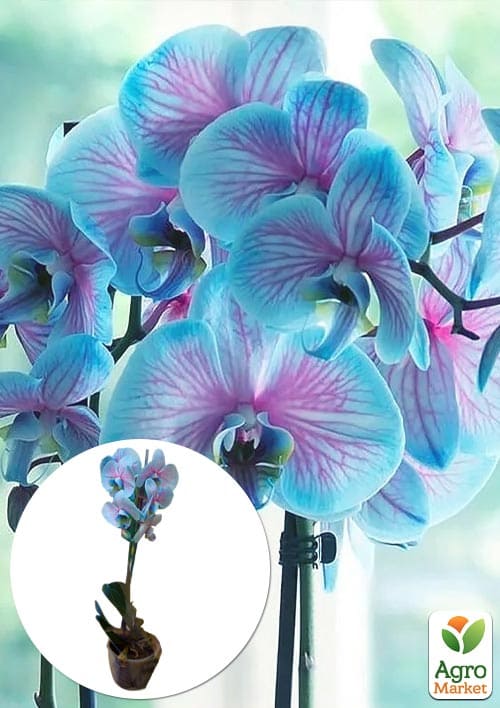 Орхидея (Phalaenopsis) "Wonder Blue" из Нидерландов 1 саженец в упаковке (комнатный)