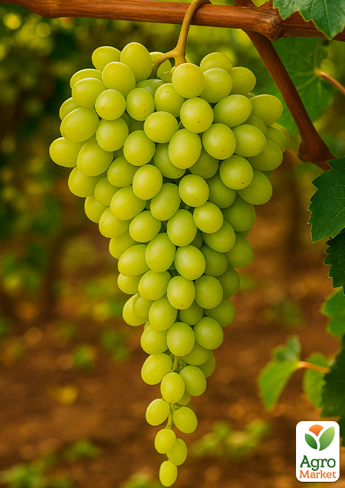 

Виноград Бриз (кишмиш, средне-ранний срок созревания, сладкий)