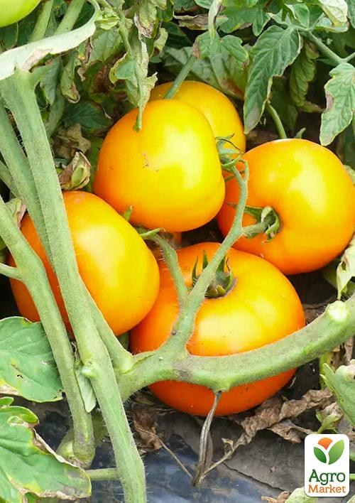 

Томат детерминантный "Свит Сан F1" ТМ "Lark Seeds" 2500шт