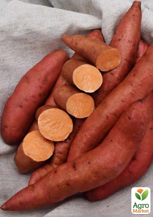 

Батат Covington (сладкий картофель) маточный клубень