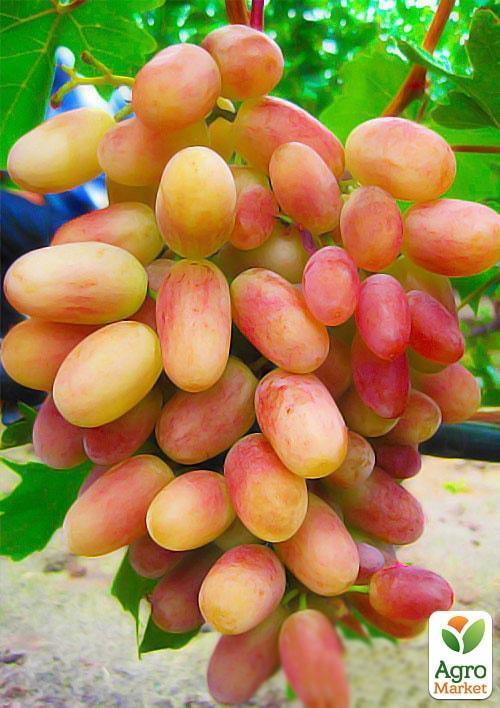 

Виноград Оригинал (средне-поздний срок созревания, длительный срок хранения ягод)