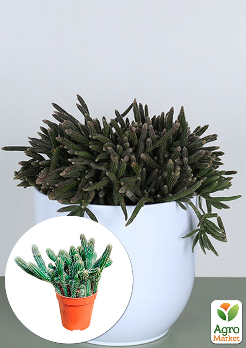 

LMTD Рипсалис Baccifera horrida (5,5)