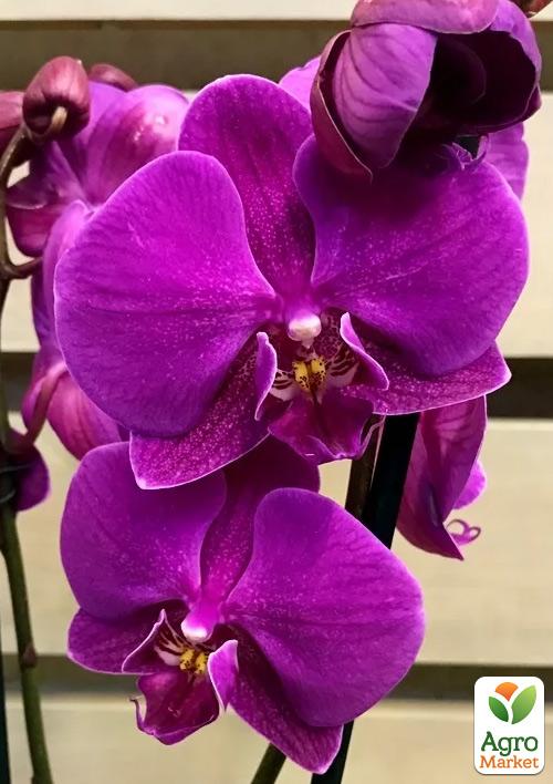 Орхидея Super Mini (Phalaenopsis) "Purple" 1 саженец в упаковке (комнатный) Нидерланды