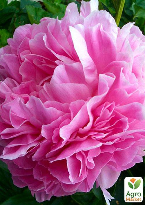 

Пион травянистый Lady Kate 1шт в упаковке