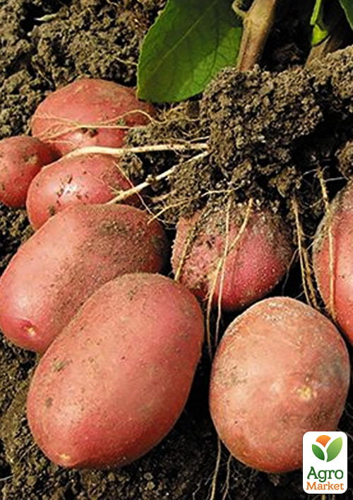 

Картопля Розалінд насіннєва рання (1 репродукція) 1кг