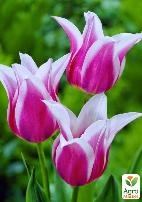 

Тюльпан Claudia (лилиецветный)