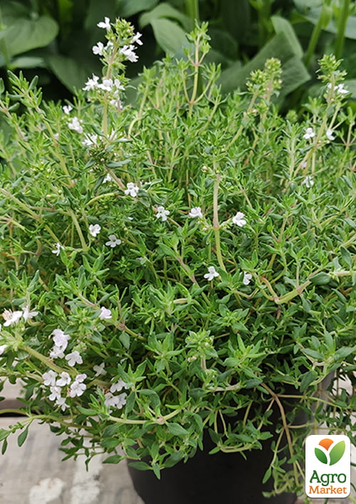 

Тимьян Orangelo (редкий сорт c апельсиново-пряным ароматом листьев)