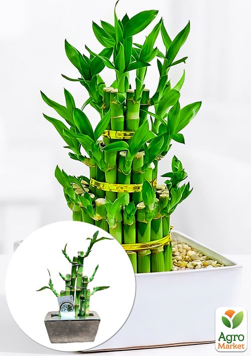 

LMTD Бамбук Сандера Dracaena Steps (высота 20-30см)