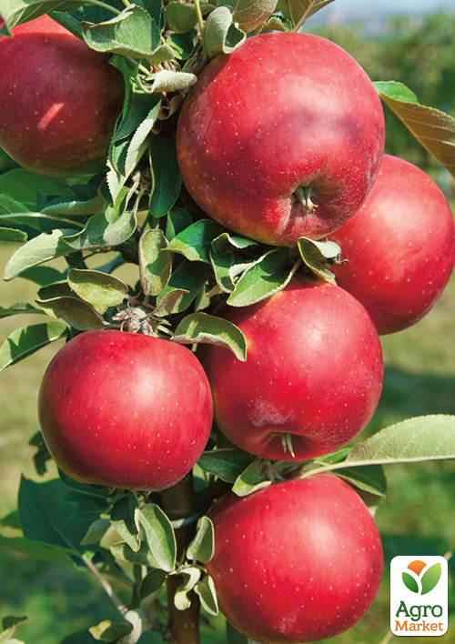 

Яблуня Власта (літній сорт, середній термін дозрівання)