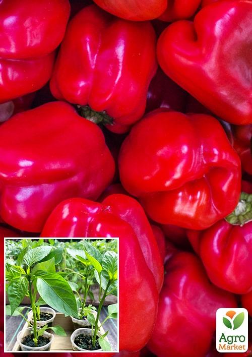 Рассада Перец сладкий «Калифорнийское чудо» (фермерское взращивание), 1шт в упаковке