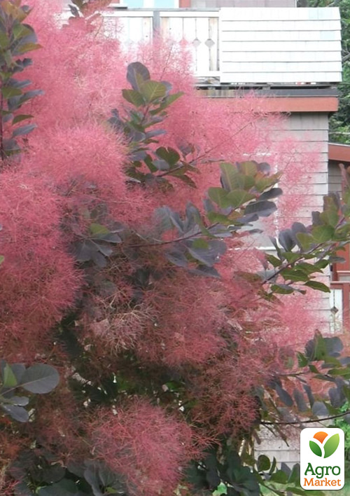 

Скумпия 2-х летняя Purpureus С3, высота 30-40см