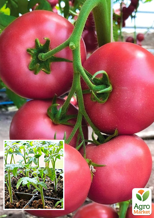 

Рассада Томат «Мануса F1» (фермерское взращивание), 1шт в упаковке