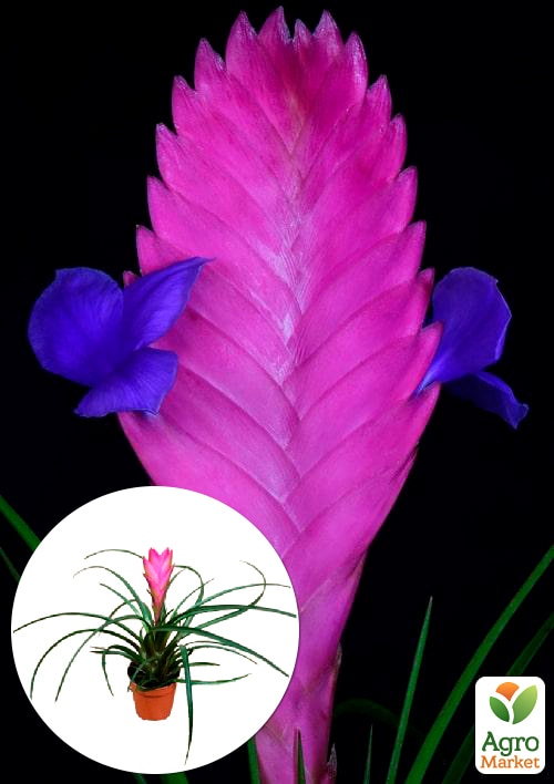 

Тилландсия Anita (Tillandsia Cyanea)