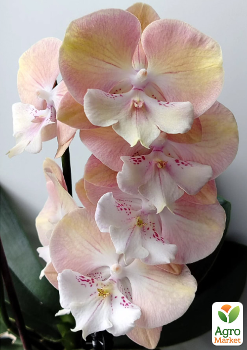 Орхидея (Phalaenopsis) "Good Times" 1 саженец в упаковке
