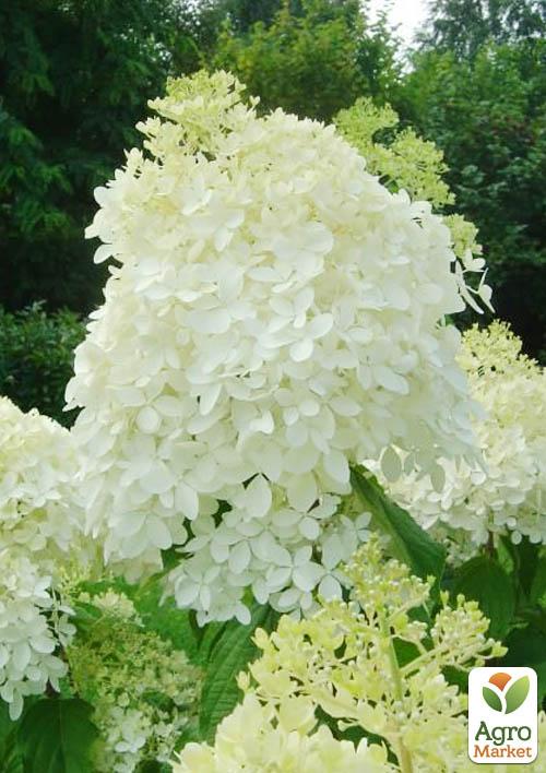 

Гортензия метельчатая Phantom (контейнер P9)